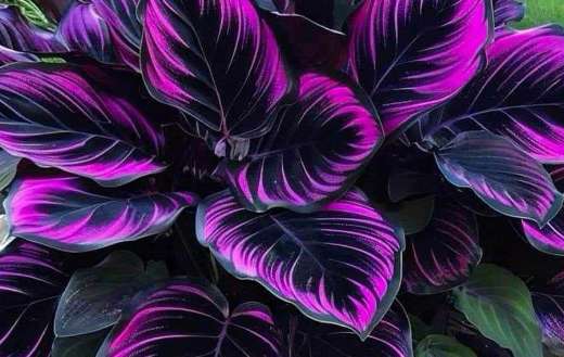 Calathea couture plant