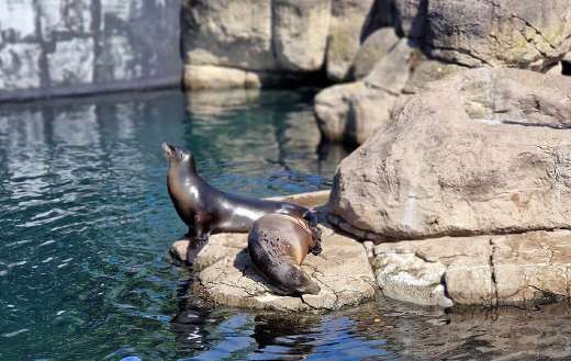 California sea lions in the zoo