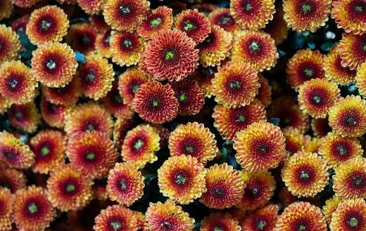 Chrysanthemums of the immortal blossoms