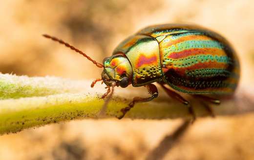 Chrysolina americana rosemary beetle