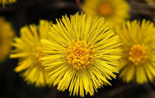 Coltsfoot medicinal plant spring time