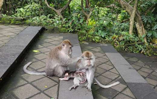 Crab eating macaque