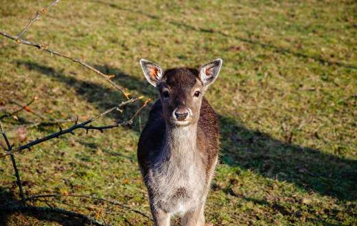 Fallow deer online