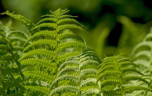 Ferns leaf plant
