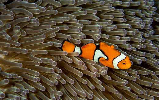 Fish coral underwater