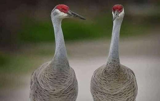 Florida sandhill crane bird