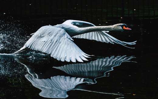 Flying swan bird with reflection