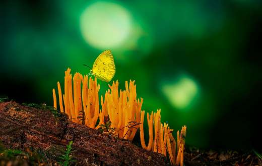 Forest Fungi calocera yellow butterfly