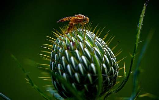Fruit fly thistle