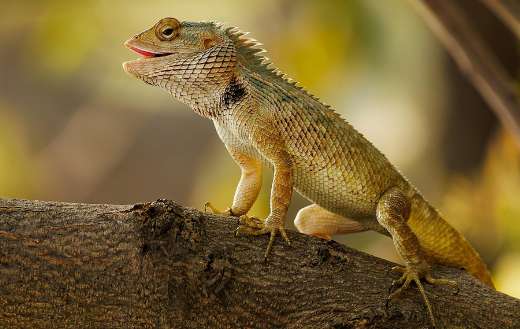 Garden tree lizard