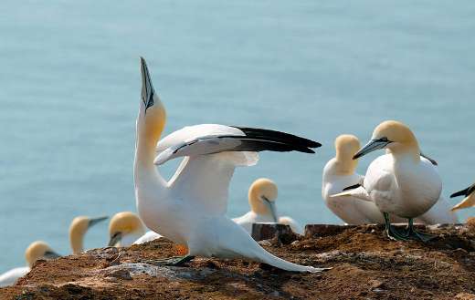 Group of gannet birds