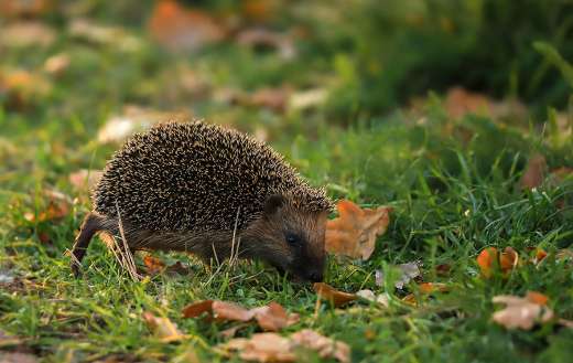 Hedgehog animal