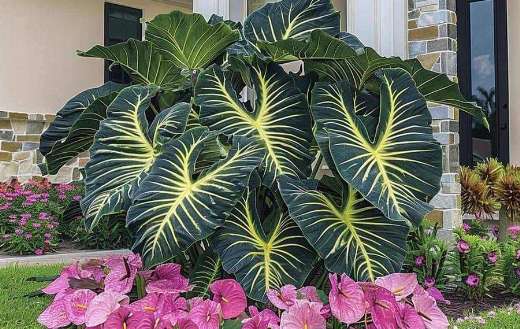 Huge alocasia plant with leaves lines