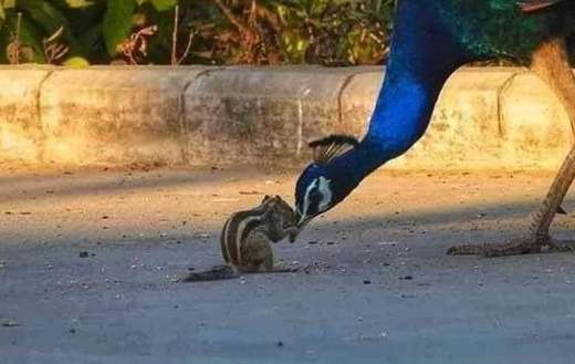 Indian peafowl bird and a squirrel