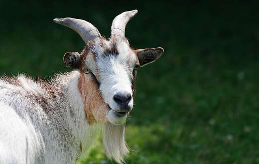 Mr goat picture