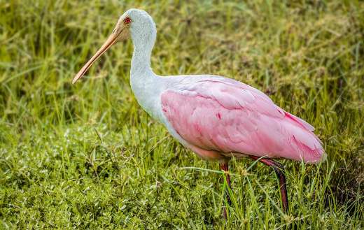 Roseate spoonbill pink bird