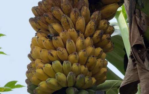 Saba banana triploid hybrid