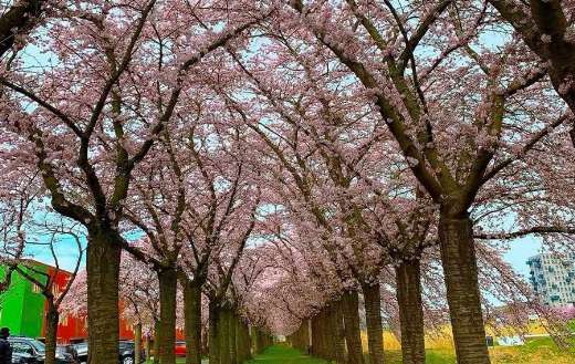 Sakura cherry blossom taken The Netherlands
