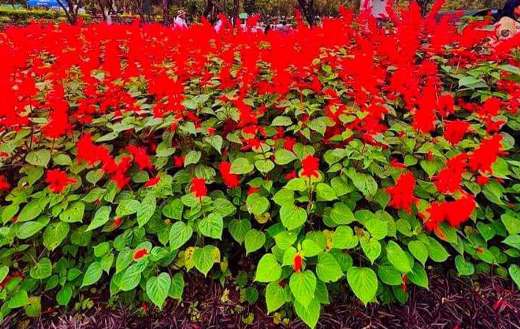 Scarlet sage plant