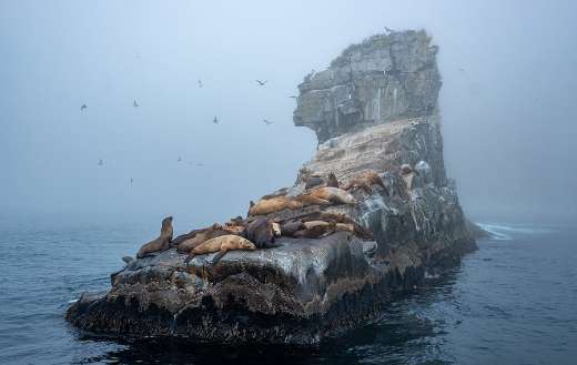 Sealion relaxing big rock