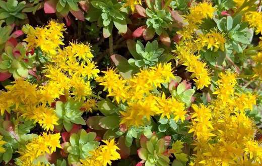 Sedum palmeri stonecrop species