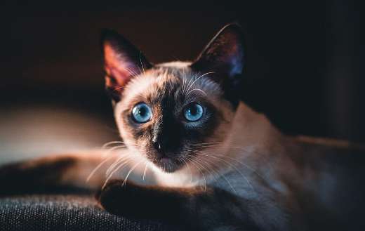 Siamese cat asian breeds