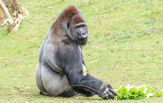 Sitting gorilla with his snacks