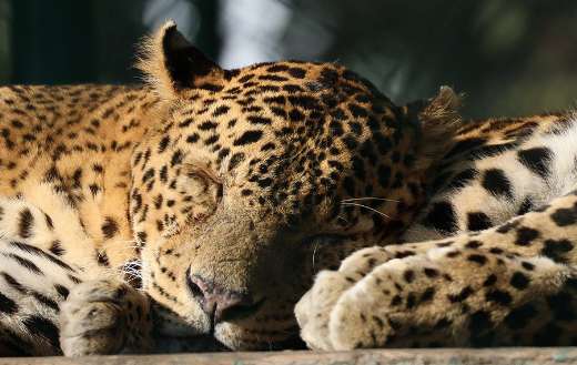 Sleeping leopard mammal cat