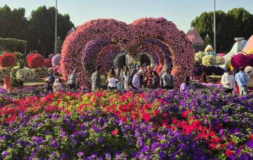 Surfinia flower plant by the Dubai miracle garden