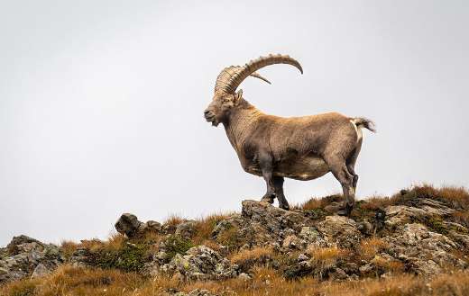 The alpine ibex family from goats