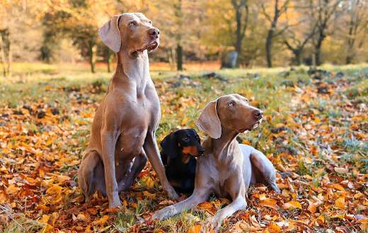 The weimaraners dog family