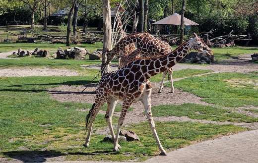Three horned giraffe a northern giraffe