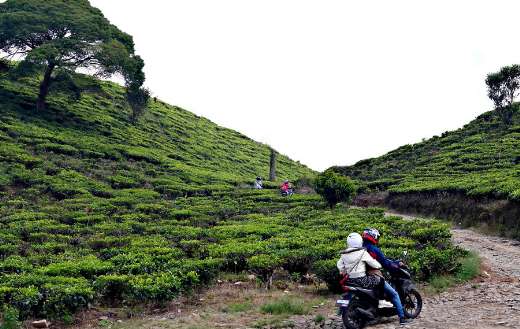 Trave to tea plantation countryside