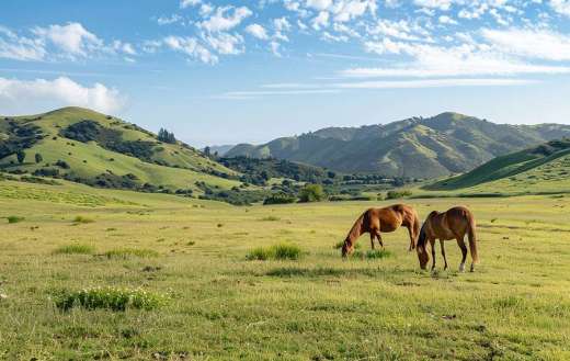 Under the sunlight the horses grazing peacefully
