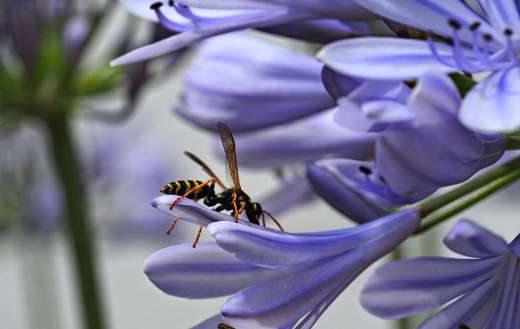 Wasp hornet flower
