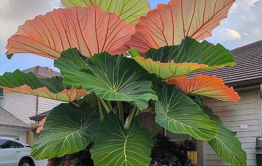 A colocasia flowering plant