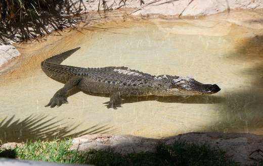 Alligator crocodile animal