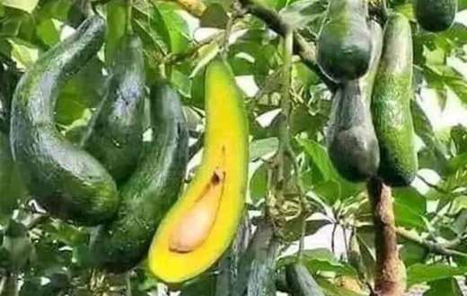 Alligator pear or avocado evergreen fruits
