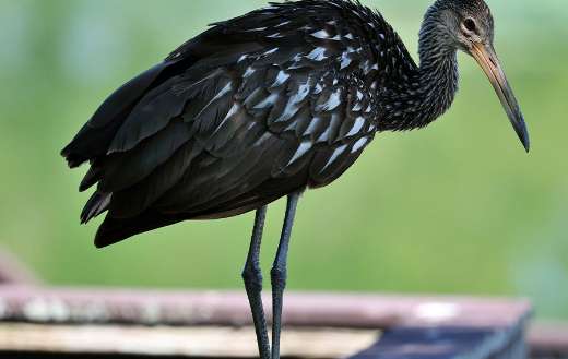 Avian limpkin bird