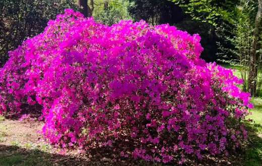 Azalea flowering shrubs