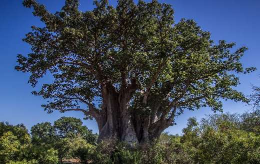 Baobab tree nature