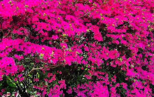 Beautiful azalea flowers