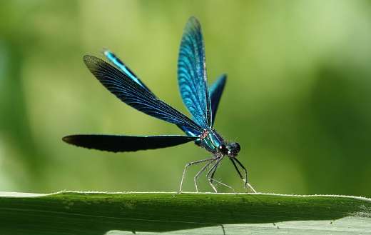 Beautiful demoiselle dragon fly