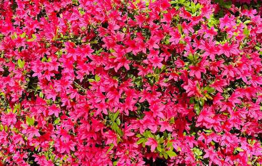 Beautiful flowering azalea shrubs