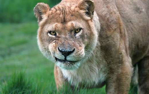 Big fat looking angry lion