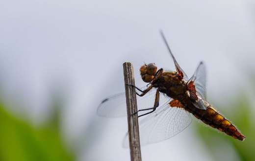 Broad bodied chaser dragon fly