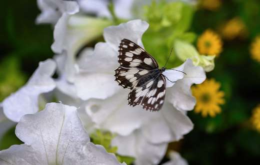 Butterfly checker board insect