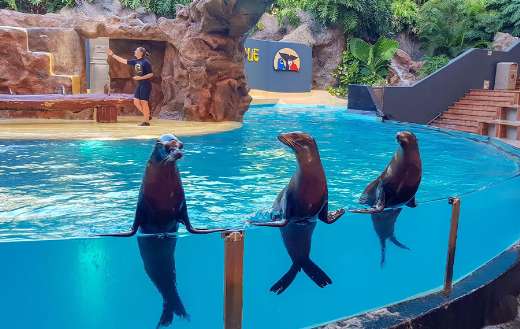 California sea lion inside aquarium