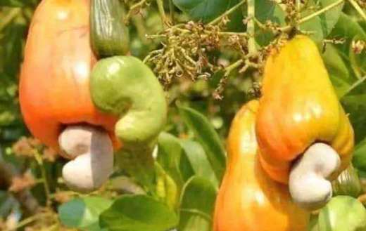 Cashew plant fruits and nuts