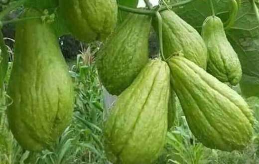 Chayote vegetables from the gourd family